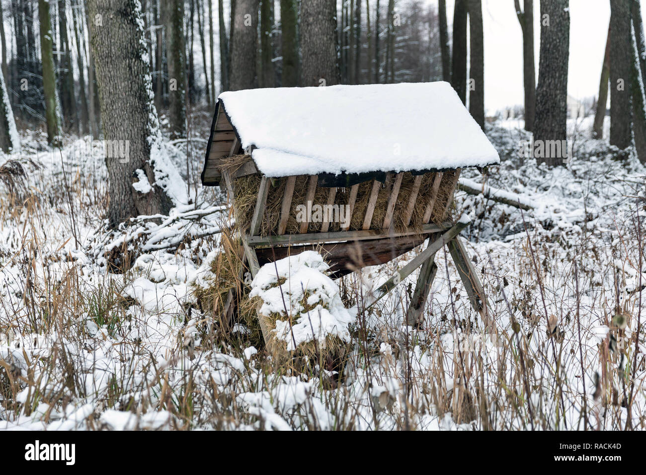 Weide für wilde Tiere im Wald Stockfoto