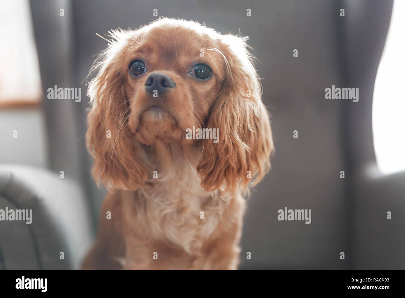 Cute Puppy cavalier Spaniel sitzt auf dem Sessel Stockfoto
