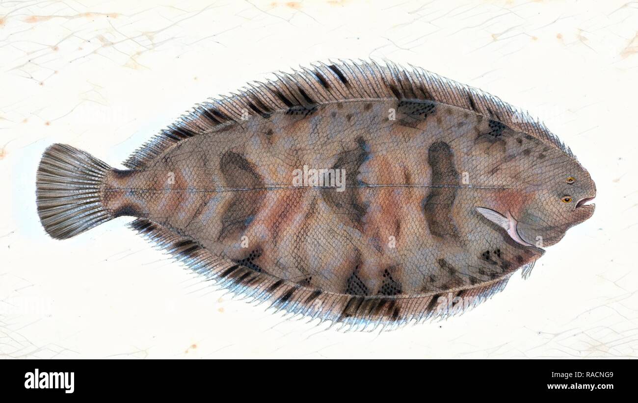 Bunte Sohle, Pleuronectes variegatus, Britische Fische, Donovan, E. (Edward), 1768-1837, (Autor. Neuerfundene Stockfoto