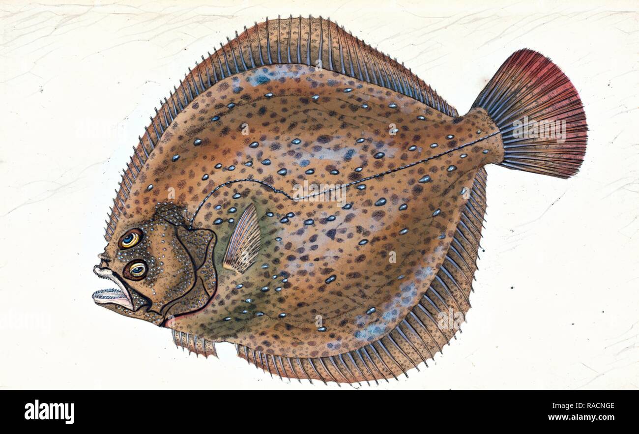 Klein - unter der Leitung von Dab, Pleuronectes microcephalus, 1803, British Fische, Donovan, E. (Edward), 1768-1837, (Thema Neuerfundene Stockfoto