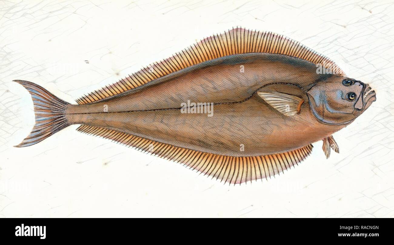 Holibut, Pleuronectes Hippoglossus, Britische Fische, Donovan, E. (Edward), 1768-1837, (Autor. Neuerfundene Stockfoto