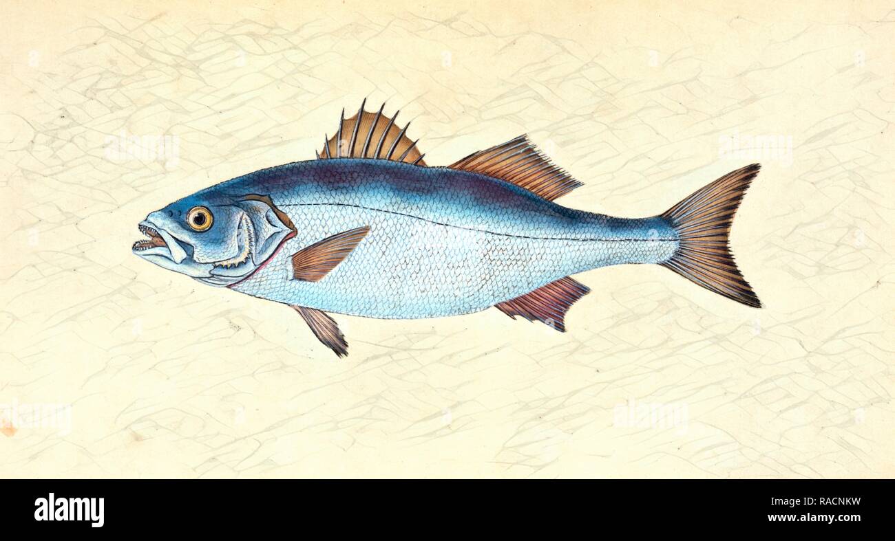 Steinbutt, Pleuronectes maximus, 1803, British Fische, Donovan, E. (Edward), 1768-1837, (Autor. Neuerfundene Stockfoto