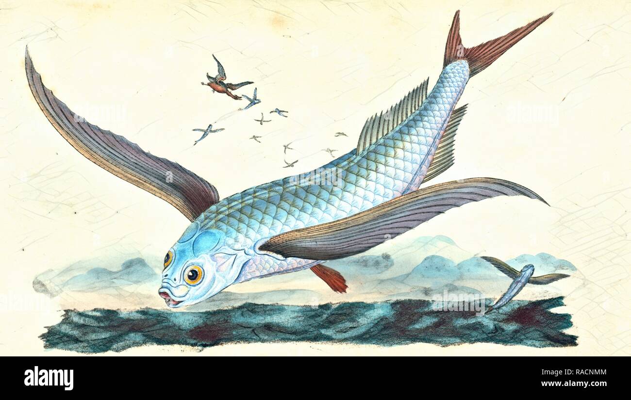 Fliegen - Fisch, Exocoetus Volitans, Britische Fische, Donovan, E. (Edward), 1768-1837, (Autor. Neuerfundene Stockfoto