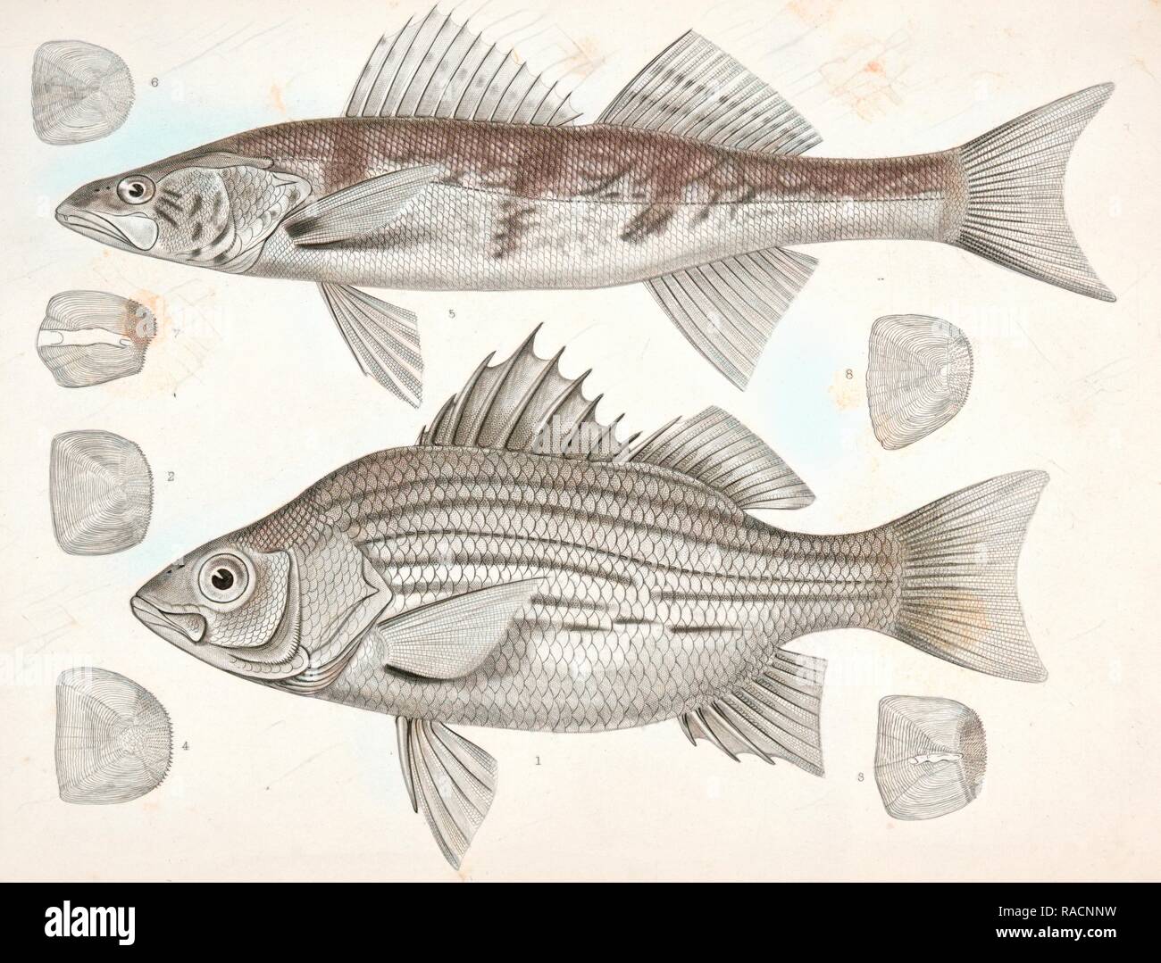 1-4. Labrax chrysops, Bass des Mississippi, 5-8. Stizostedion boreus, Okow oder Zander., Suckley, George 1830-Neuerfundene Stockfoto