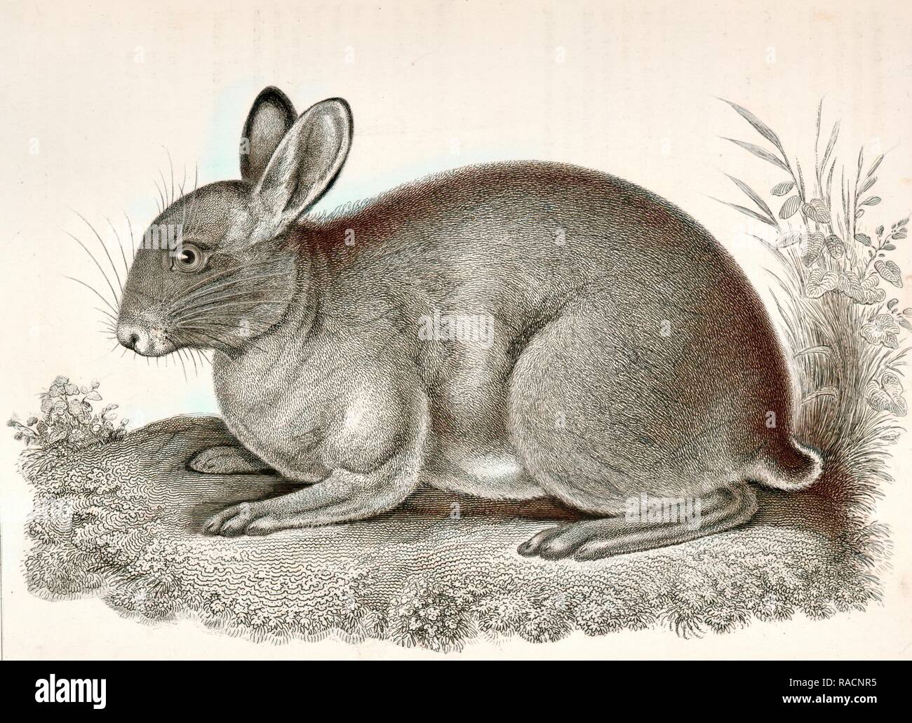 Lepus washingtonii, Red Rabbit., Suckley, George 1830-1869, Cooper, J. G. James Graham 1830-190. Neuerfundene Stockfoto