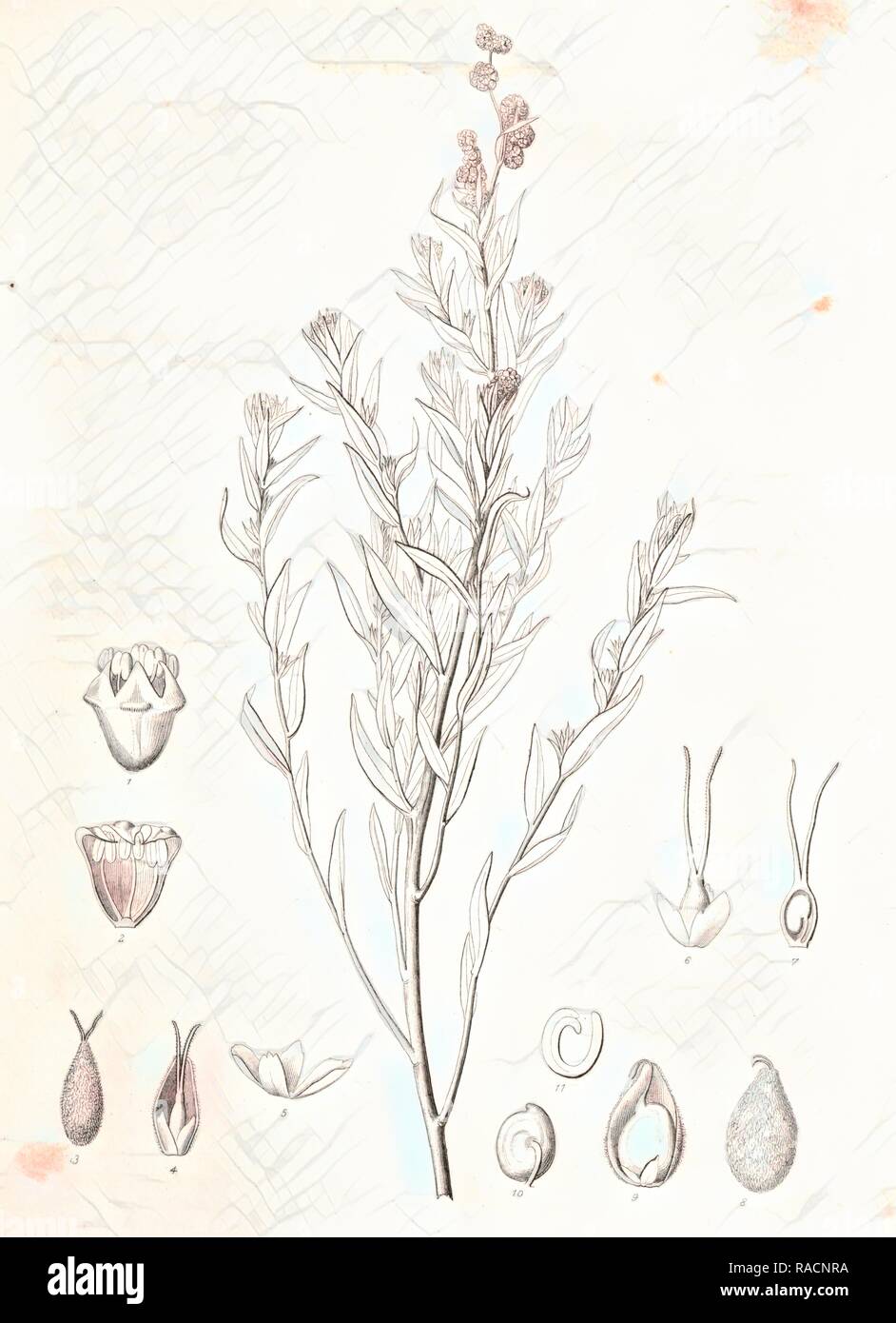 Endolepis Suckleyi, 1. Staminate Blume, 2. Vertikale Abschnitt derselben, mit den Nasen der Kelch inflexed, 3 Neuerfundene Stockfoto
