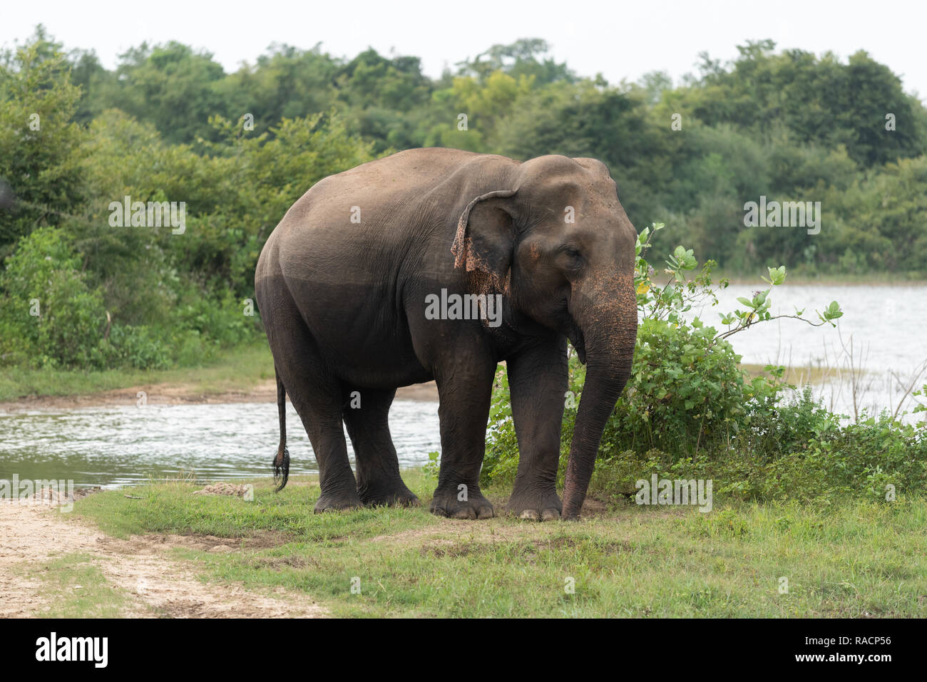 Ein Stier Elefant an Uda Walawa Nationalpark, Sri Lanka. Stockfoto