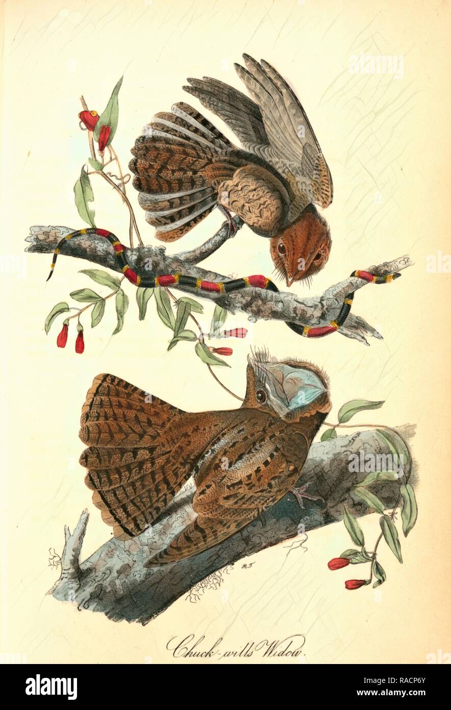 Chuck-wills Witwe. (Harlequin Schlange)., Audubon, John James, 1785-1851 Neuerfundene durch Gibon. Klassische Kunst mit einem modernen Neuerfundene Stockfoto