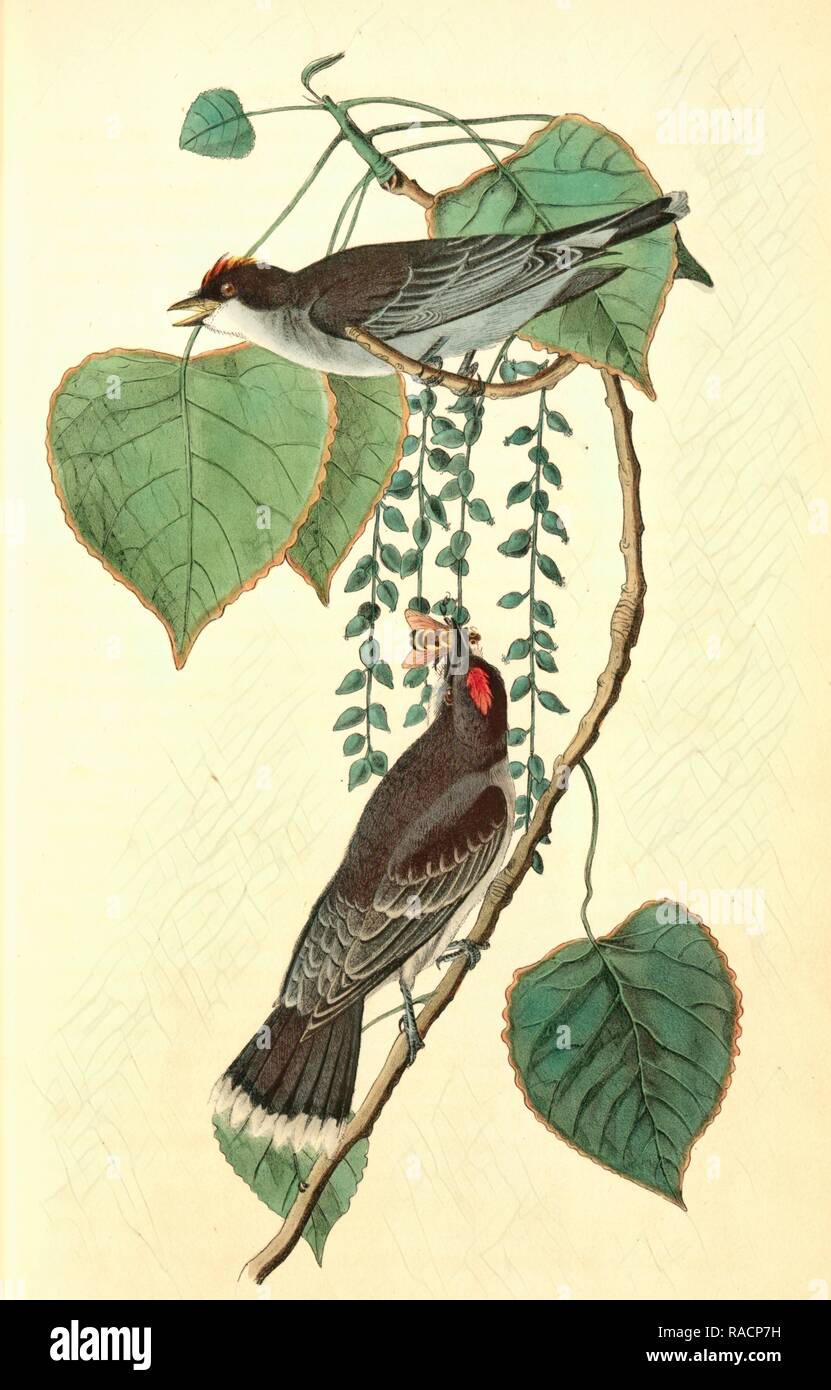 Tyrann Schopftyrann oder König Vogel. (Baumwolle Holz. Populus Candicans)., Audubon, John James, 1785-1851 neu konzipiert Stockfoto