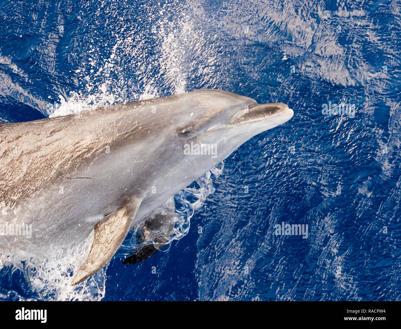 Nach grosser Tümmler (Tursiops truncatus) sprang in Roroia, Tuamotus, Französisch-Polynesien, South Pacific, Pazifik Stockfoto
