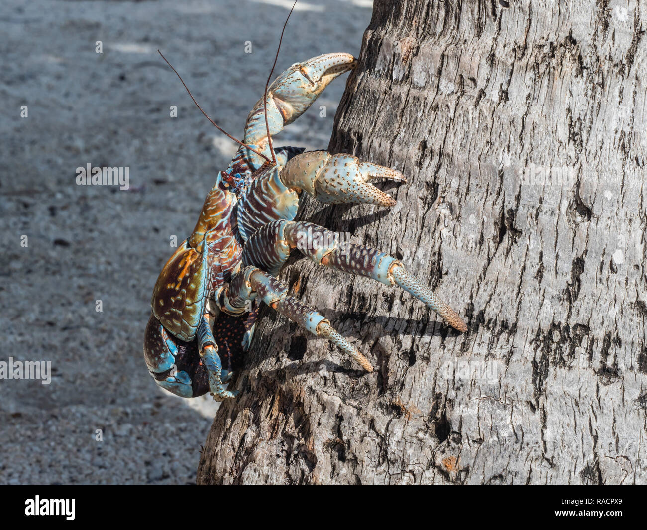 Nach coconut Crab (Birgus latro) in der Stadt von Tapana, Niau Atoll, Tuamotus, Französisch-Polynesien, South Pacific, Pazifik Stockfoto