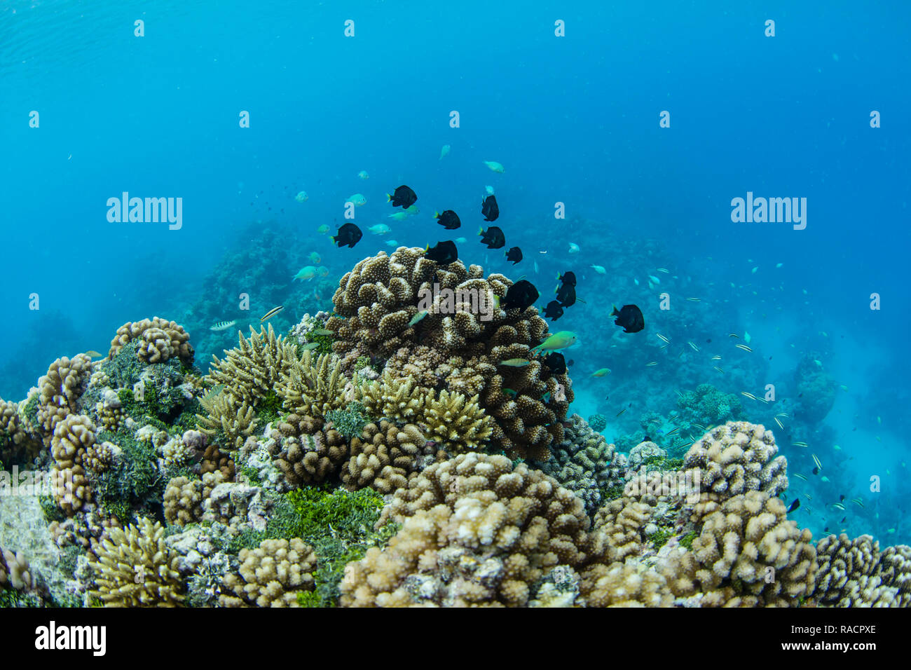 Unterwasser Bild des inneren Lagune von apataki Korallenatoll, Palliser Inseln, Tuamotus, Französisch-Polynesien, South Pacific, Pazifik Stockfoto