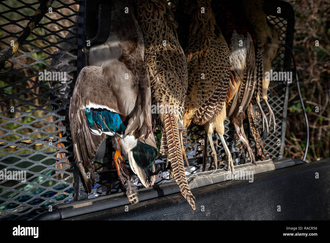 Gamebird hängen in der Rückseite des Gator, Gate, Tiere, Jagd, Ente - Vogel, Ente, Fasan Fleisch - Vogel, Vogel, toten Tier, England, Spiel, ländliche Szene, Seite Stockfoto