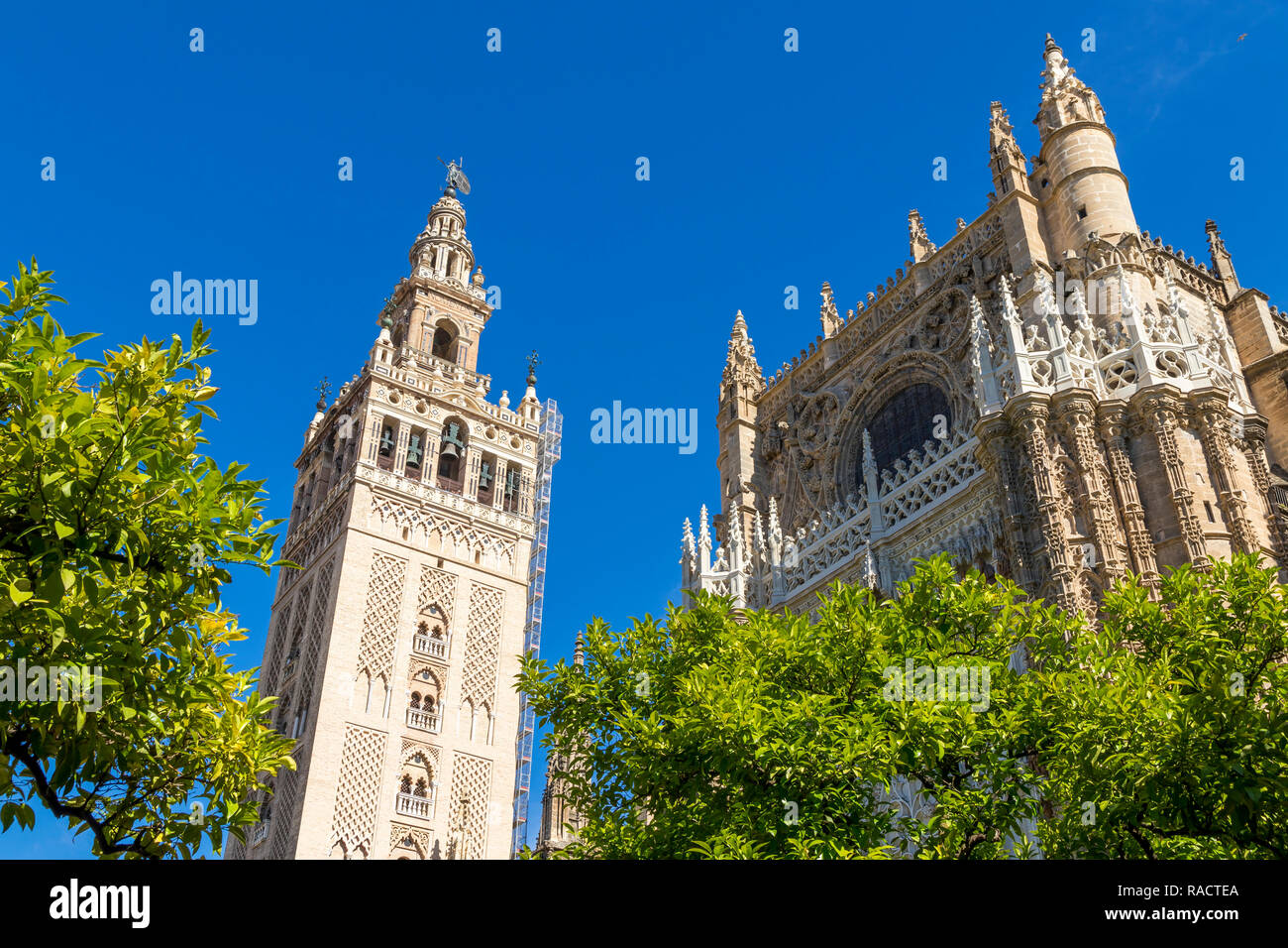 Die Kathedrale von Sevilla und LA Giralda Glockenturm aus dem Innenhof gesehen, Weltkulturerbe der UNESCO, Sevilla, Andalusien, Spanien, Europa Stockfoto