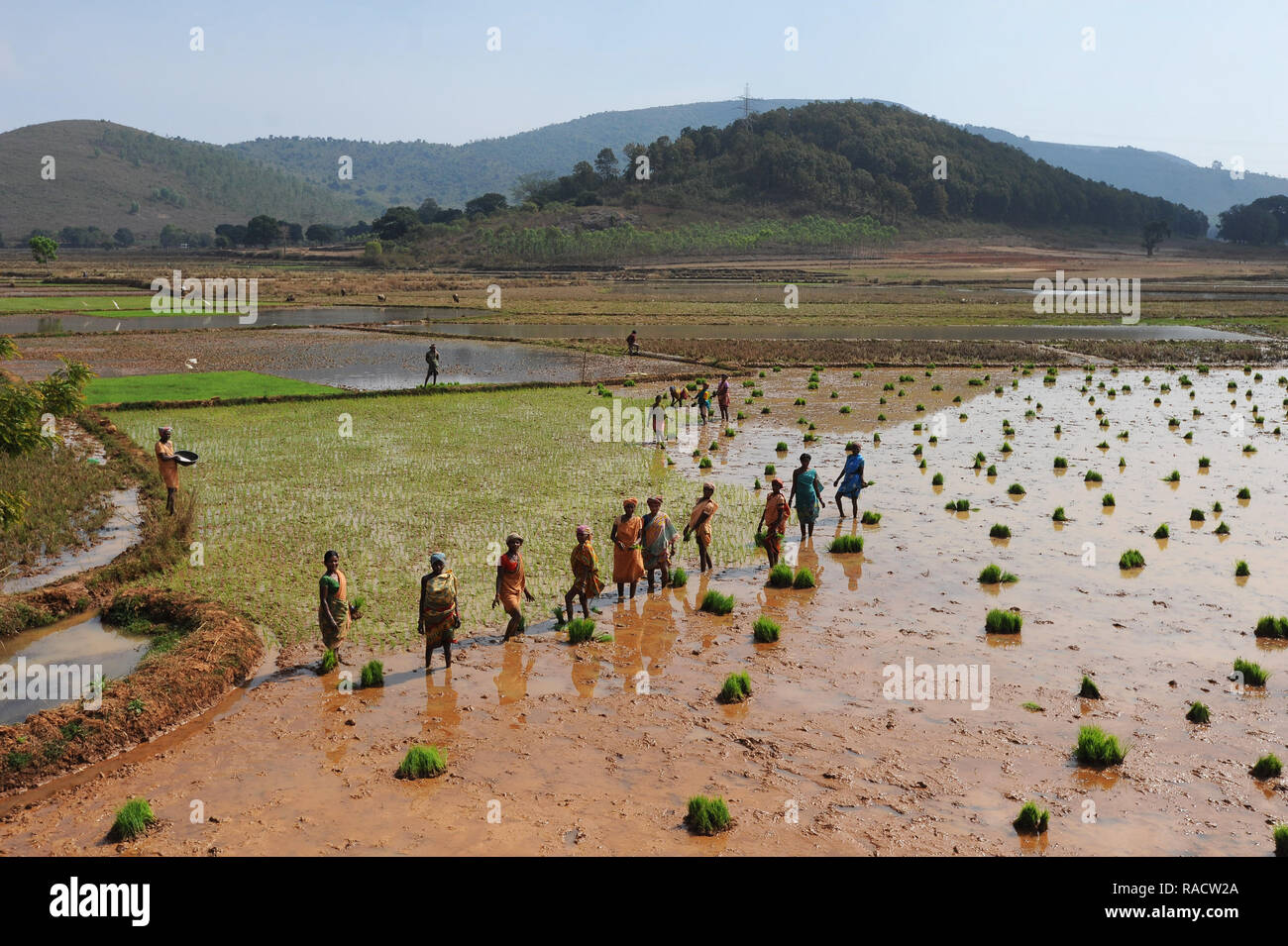 Frauen Reisanbau in den Reisfeldern in der hügeligen Landschaft in der Nähe von desia Koraput, Odisha, Indien, Asien Stockfoto