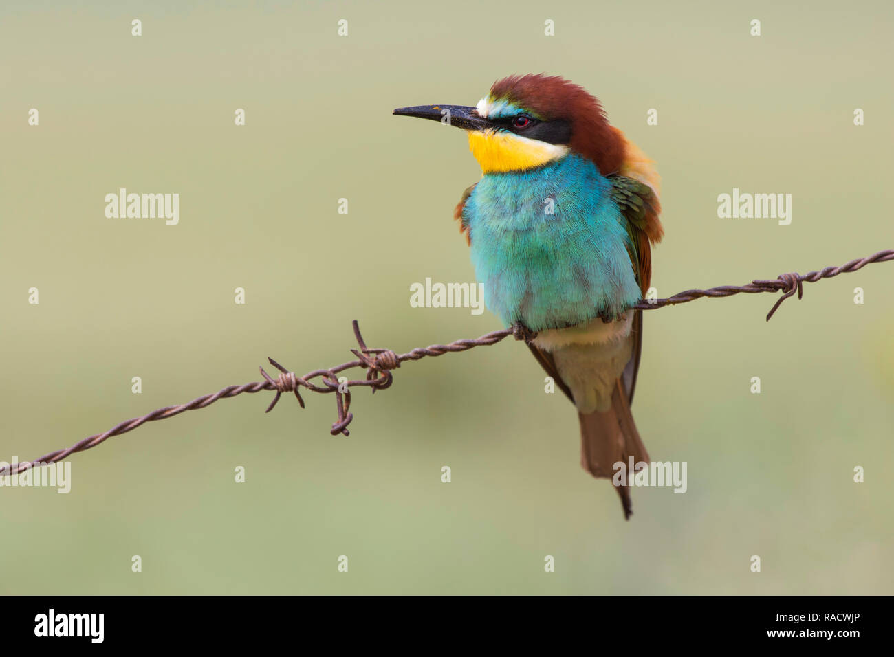 Eater Europäischen oder gemeinsame - Esser (Merops apiaster) auf seiner Stange gehockt Stockfoto