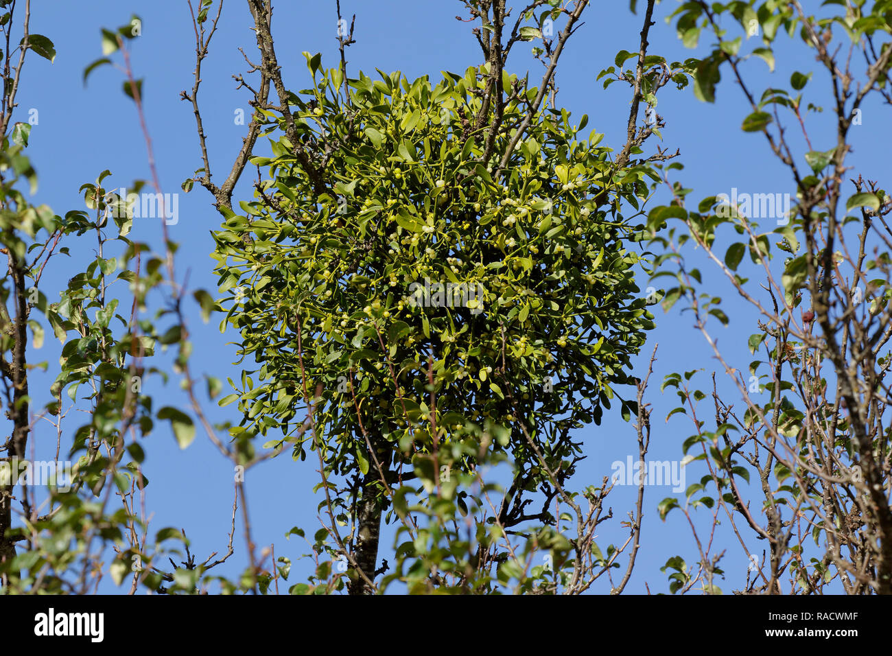 Die Mistel closeup Stockfoto