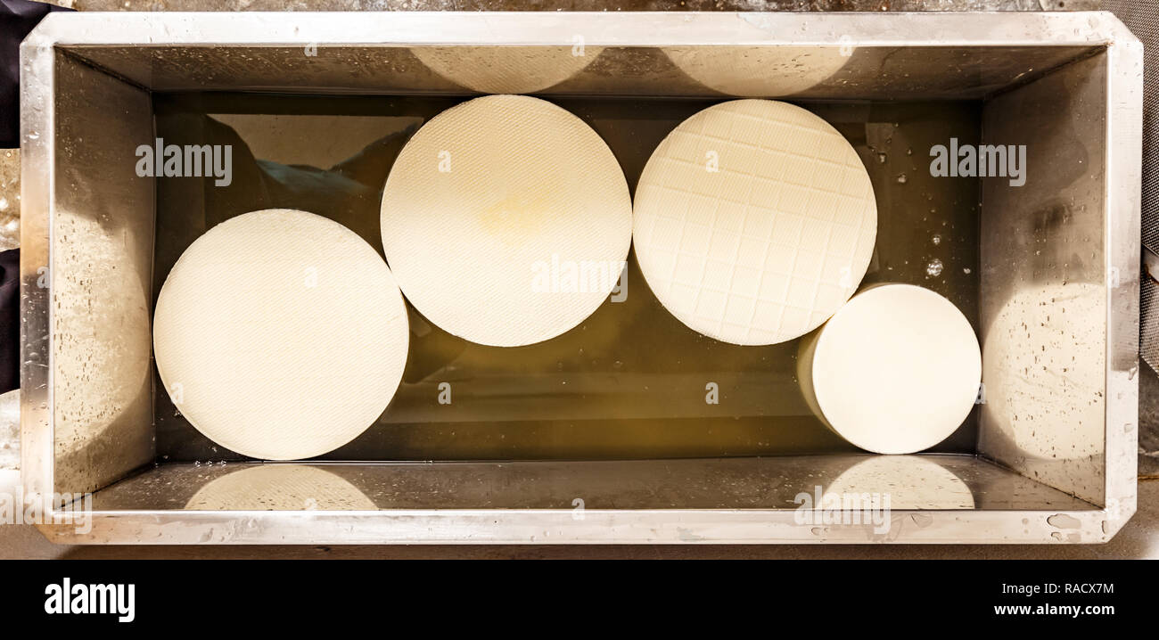 Junge käse - Räder im Wasserbad. Der Schutz und die Erhaltung der Layer erstellt Stockfoto