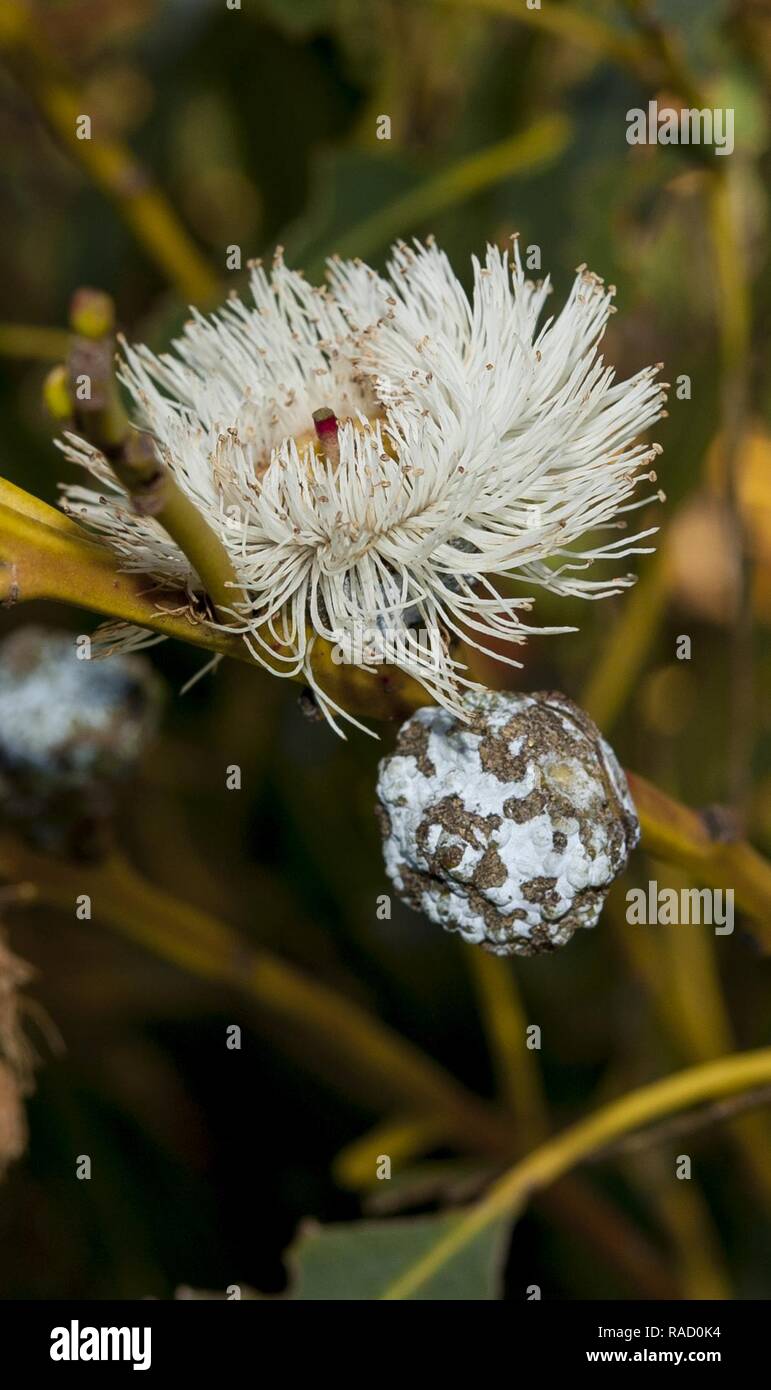 Der Nektar der ein Eukalyptusbaum blossom feeds Vögel und Bienen bei Travis Air Force Base, Calif., Jan. 13, 2017. Eukalyptus Bäume sind nicht endemisch in den Vereinigten Staaten, sondern sind meist nach Australien. Leider ist der Eukalyptus erfordert große Mengen an Wasser zu wachsen, und produziert ein Öl der prüfen kann, fast während des California wildfires explosiv. Stockfoto