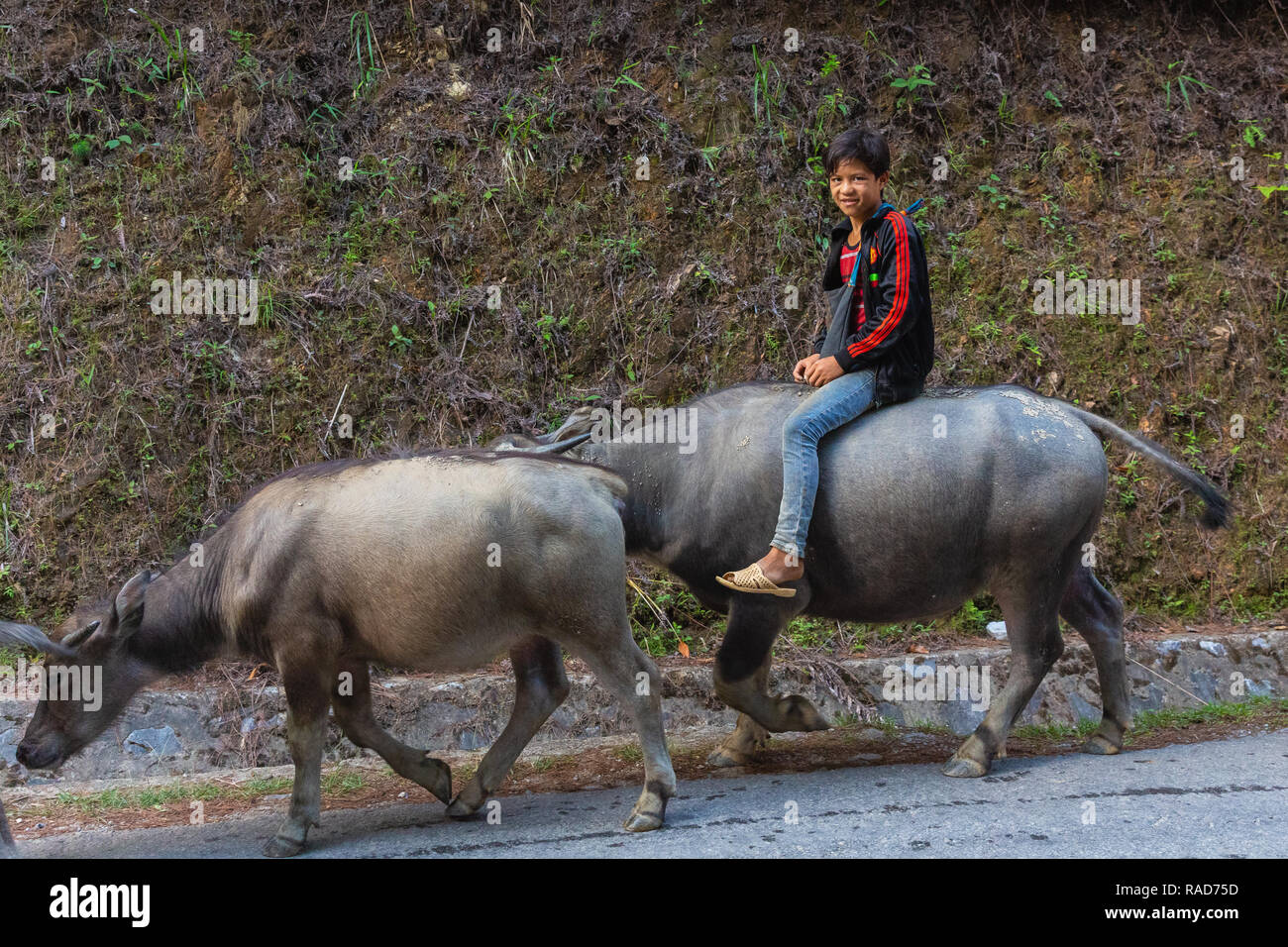 Junge Vietnamesische junge Reiter ein Wasserbüffel die Straße hinunter. Ha Giang Loop in der Provinz Ha Giang, Vietnam, Asien Stockfoto