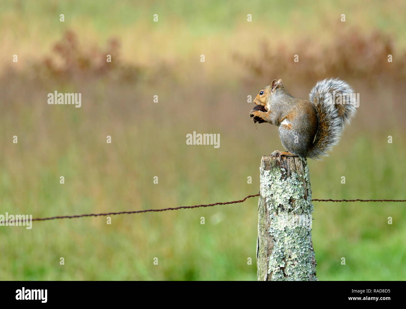 Eichhörnchen essen eine Walnuss auf einem Zaun Stockfoto