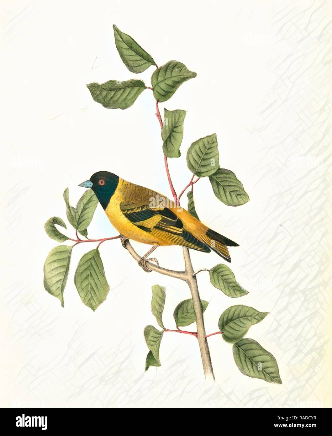 Black-headed Goldfinch. Männlich., Audubon, John James, 1785-1851 Neuerfundene durch Gibon. Klassische Kunst mit einem modernen Touch neuerfundene Stockfoto