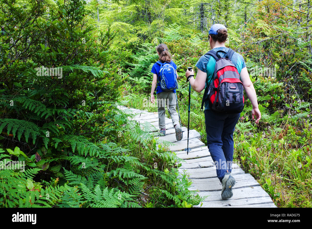 Frau und Mädchen wandern boardwalk Trail durch den alten Wachstum gemäßigten Regenwald, Sand Point Trail, Olympic National Park, Olympic Peninsula, Clallam Co Stockfoto