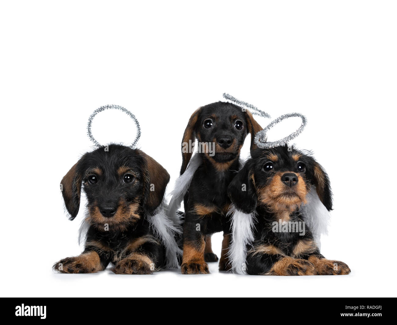 Reihe von drei schwarz mit braun adorable wirehair mini Dackel Hund Welpen, tragende Engel Kostüme aus weißen Flügeln und Silber Halo. Suchen naughty Ein Stockfoto