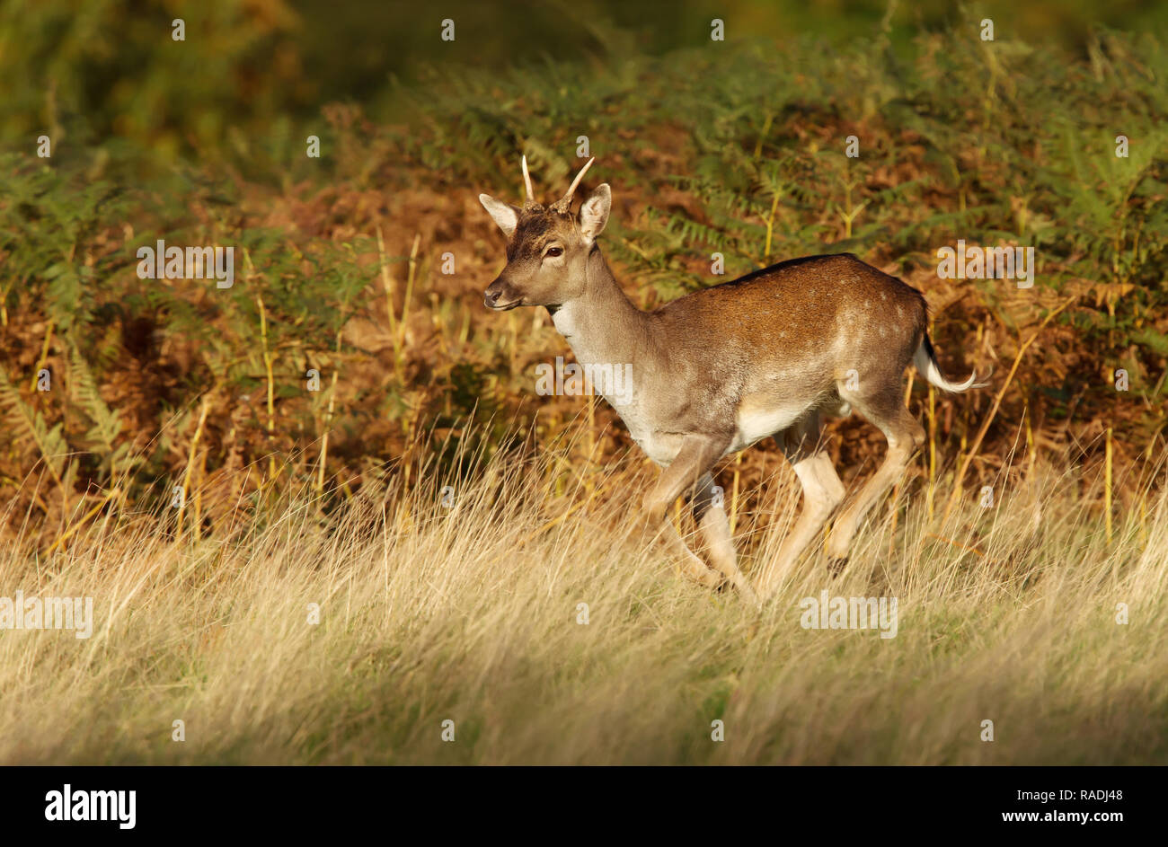 Junge Damwild im Bereich der Gras und Farn, UK. Stockfoto