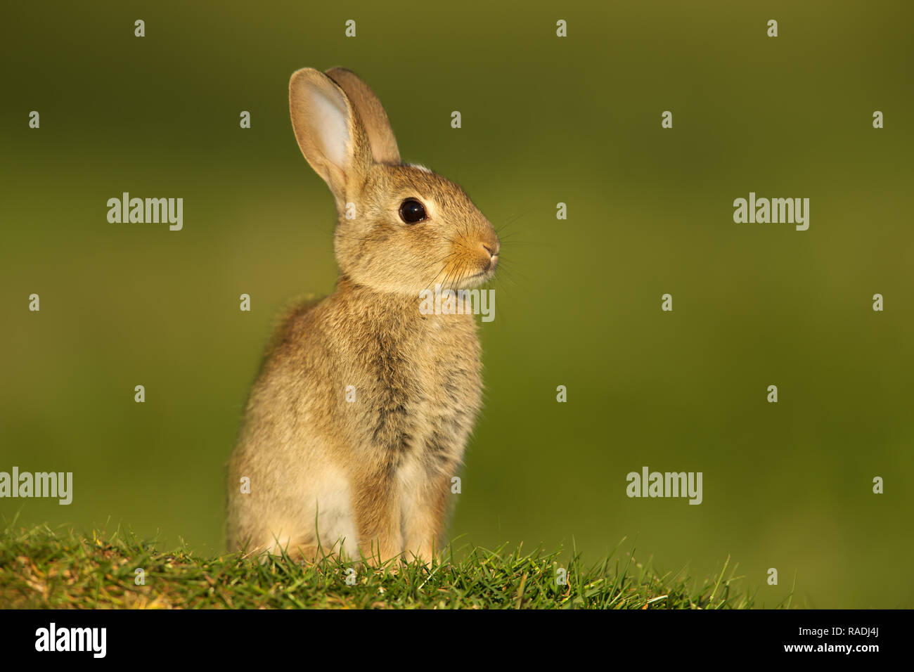 Nahaufnahme eines Jugendlichen Europäischen Kaninchen (Oryctolagus cuniculus) in der Wiese, Großbritannien sitzen. Stockfoto