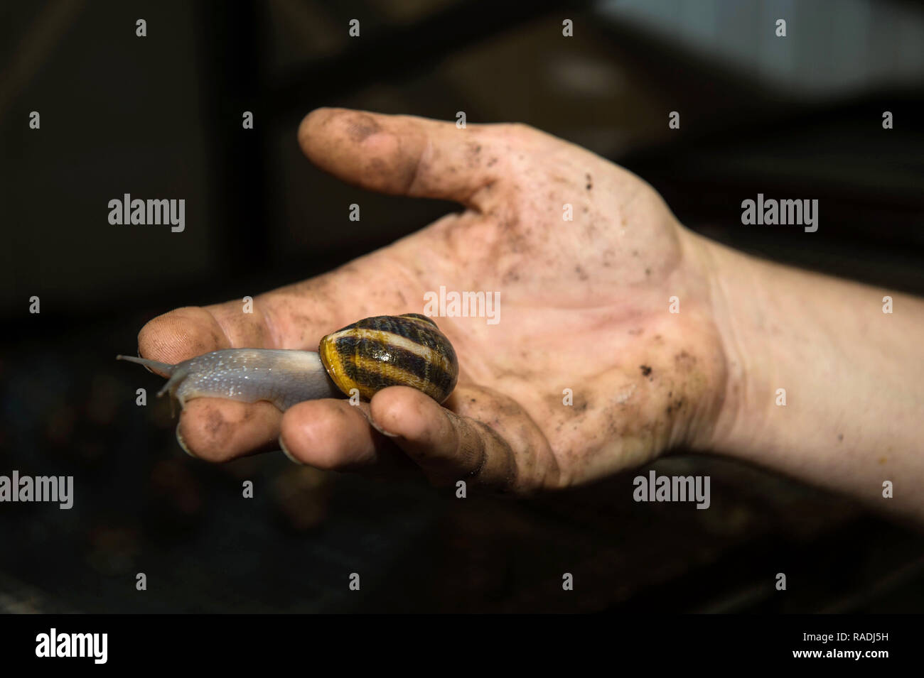 Heliciculture (oder heliculture): Schneckenzucht in eine Schneckenfarm in La Turballe (Frankreich). Baumschule Stockfoto