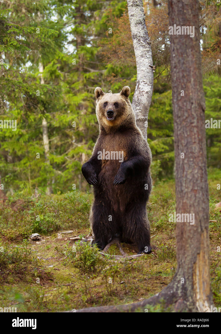 Eurasischer Braunbär stehend auf die Hinterbeine an einem heißen sonnigen Tag im finnischen Wald. Stockfoto