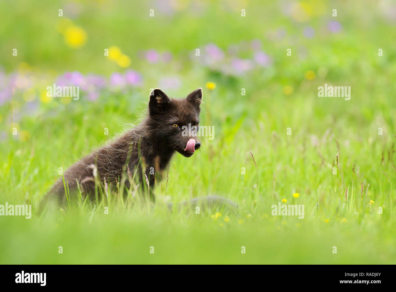 Nach blauen morph Arctic fox eine Zunge heraus beim Sitzen in der Wiese mit Blumen, Sommer in Hornstrandir, Island. Stockfoto