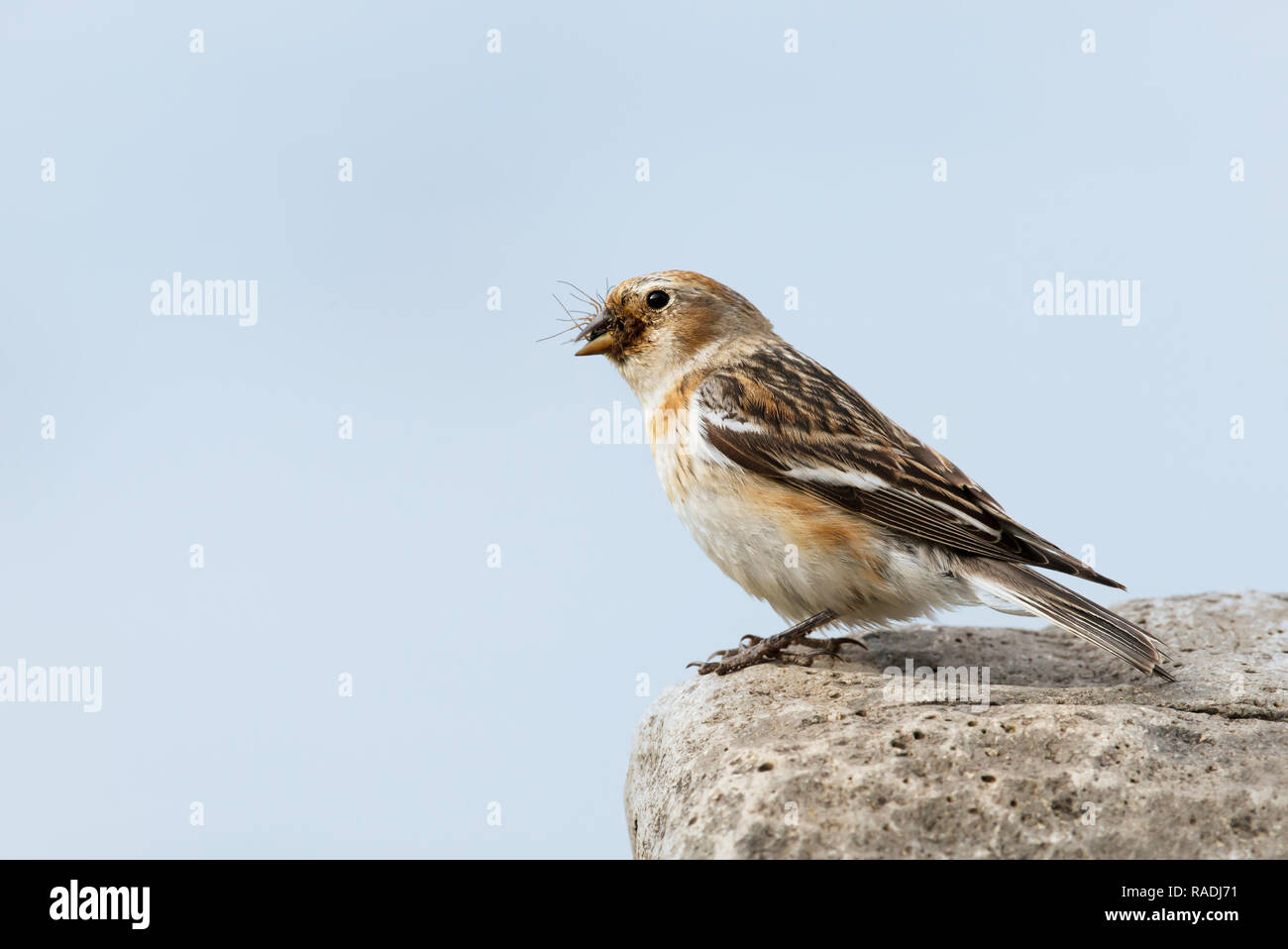 Nahaufnahme eines Schneeammer auf einem Felsen mit einem Schnabel voller, um Nahrung für Küken, Island sitzen. Stockfoto