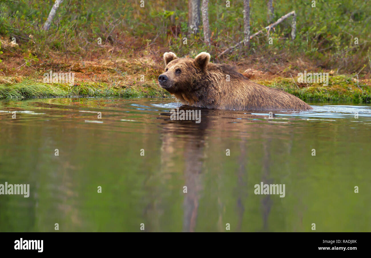 Eurasischer Braunbär schwimmen im Wasser, Sommer in Finnland. Stockfoto