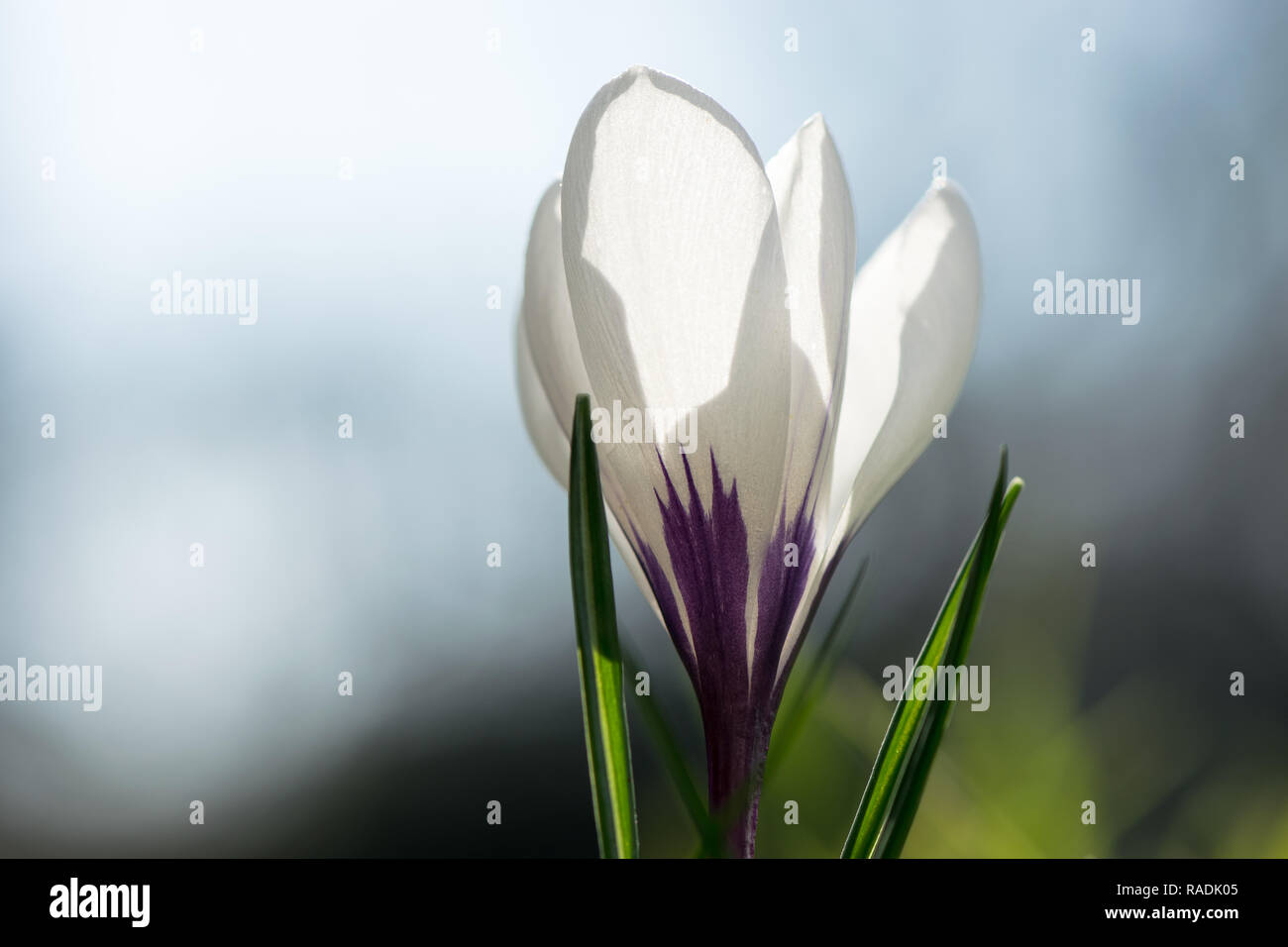 Weiße Krokusse blühen im Morgenlicht Stockfoto