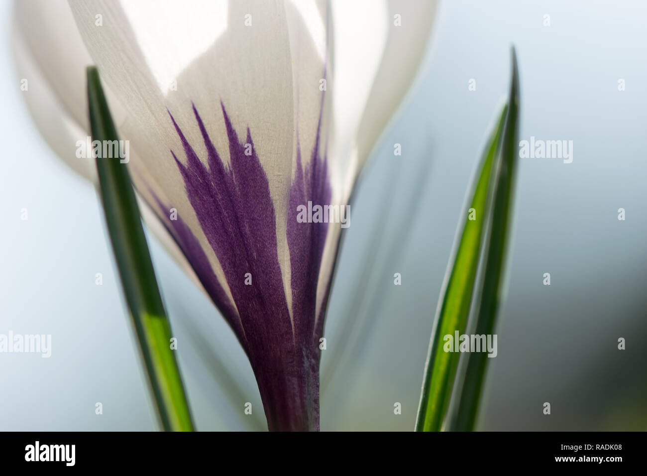 Weiße Krokusse blühen im Morgenlicht Stockfoto