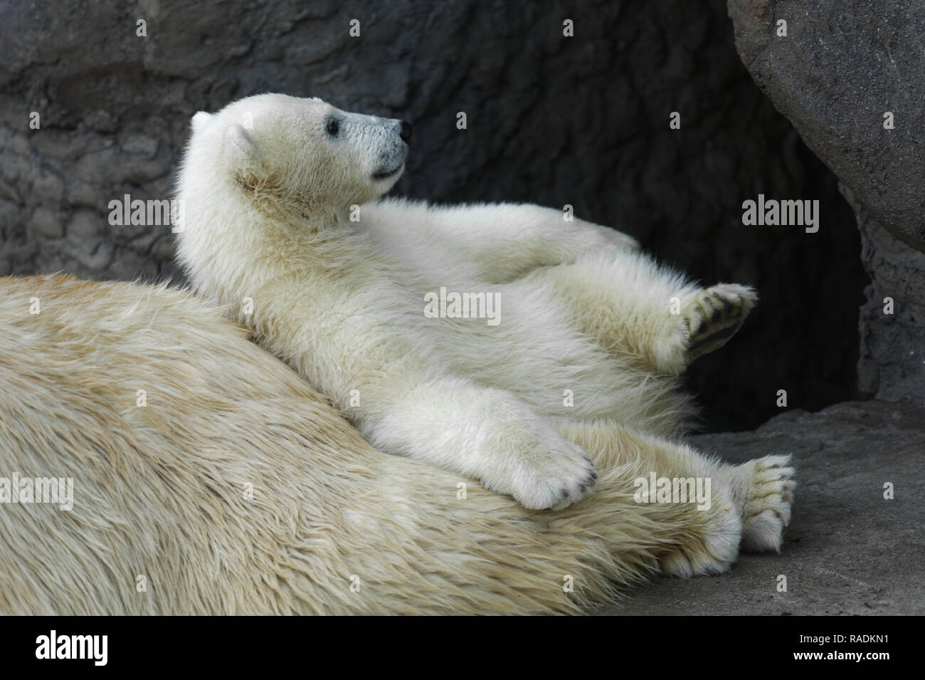 Tiere: spielerische Polar Bear Cub in einen Rest an seine Mutter zurück Stockfoto