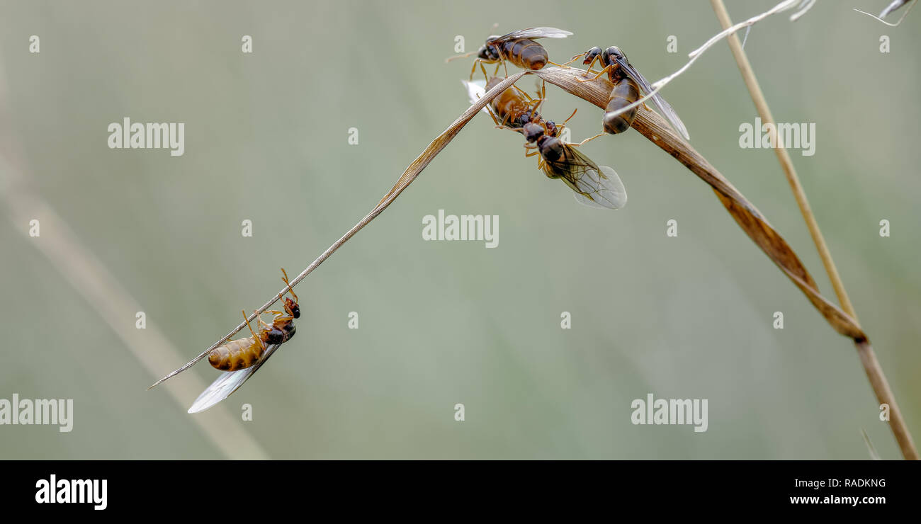 Die kleine schwarze Garten ant Lasius Niger hier auf einer Wiese