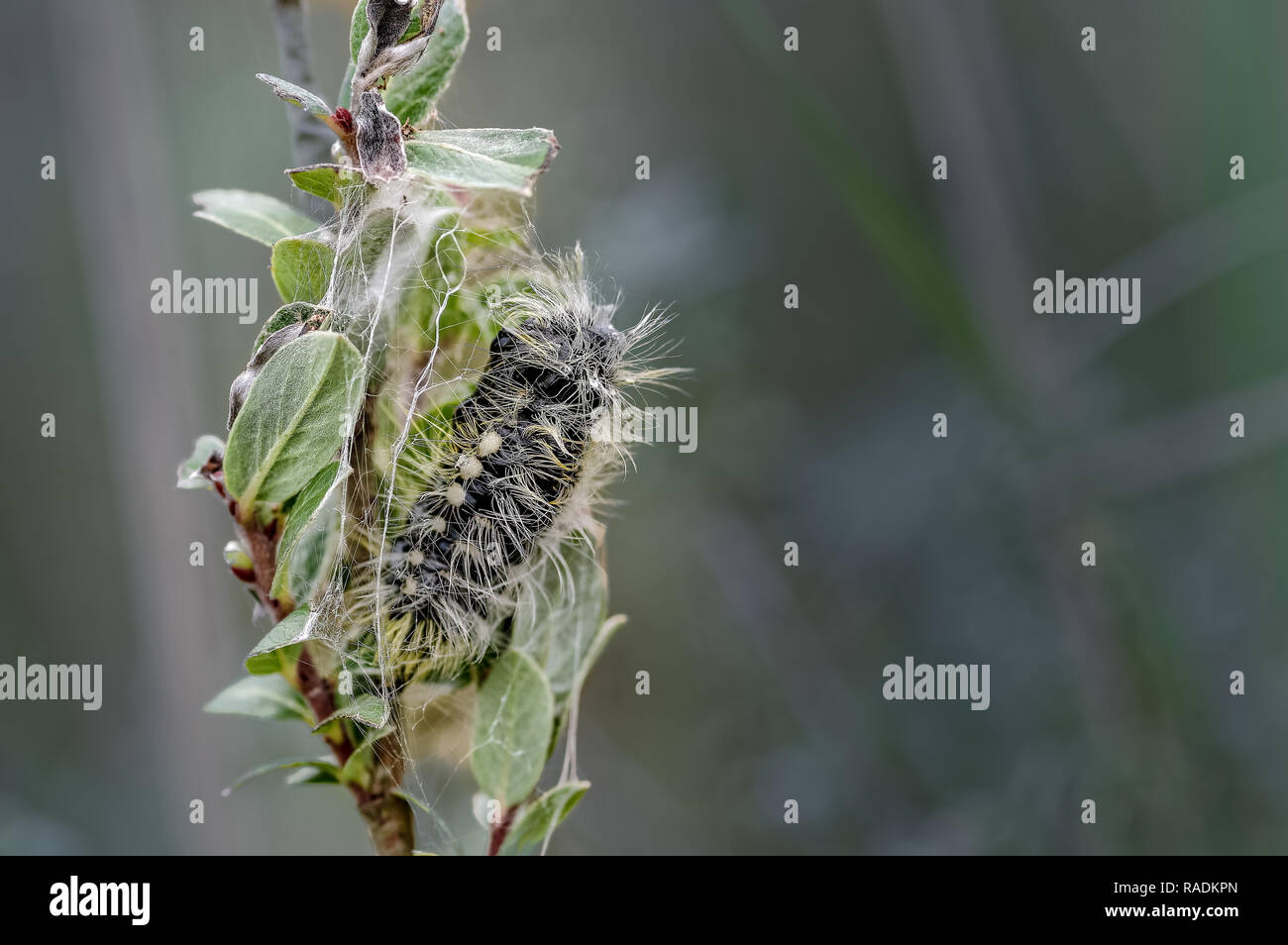 Eine Puppe Formen nach einer Komplett gefüttert Caterpillar die pupal Stadium auf zwerg Willow bei Ainsdale lokale Naturschutzgebiet am Sefton Coast betritt. Stockfoto