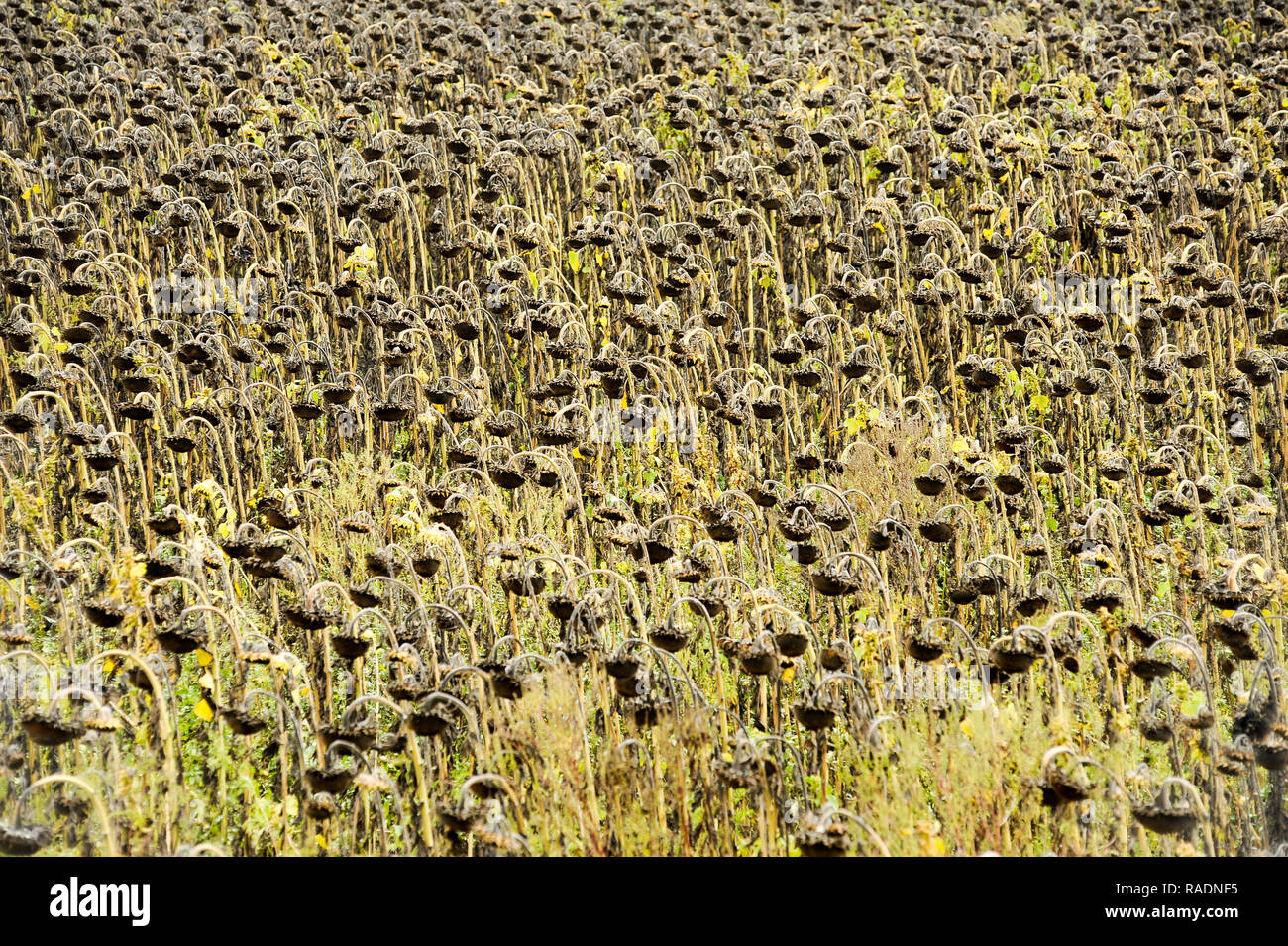 Abondoned Mais in der Nähe von Podilsk in der Ukraine. Am 27. September 2008 © wojciech Strozyk/Alamy Stock Foto Stockfoto