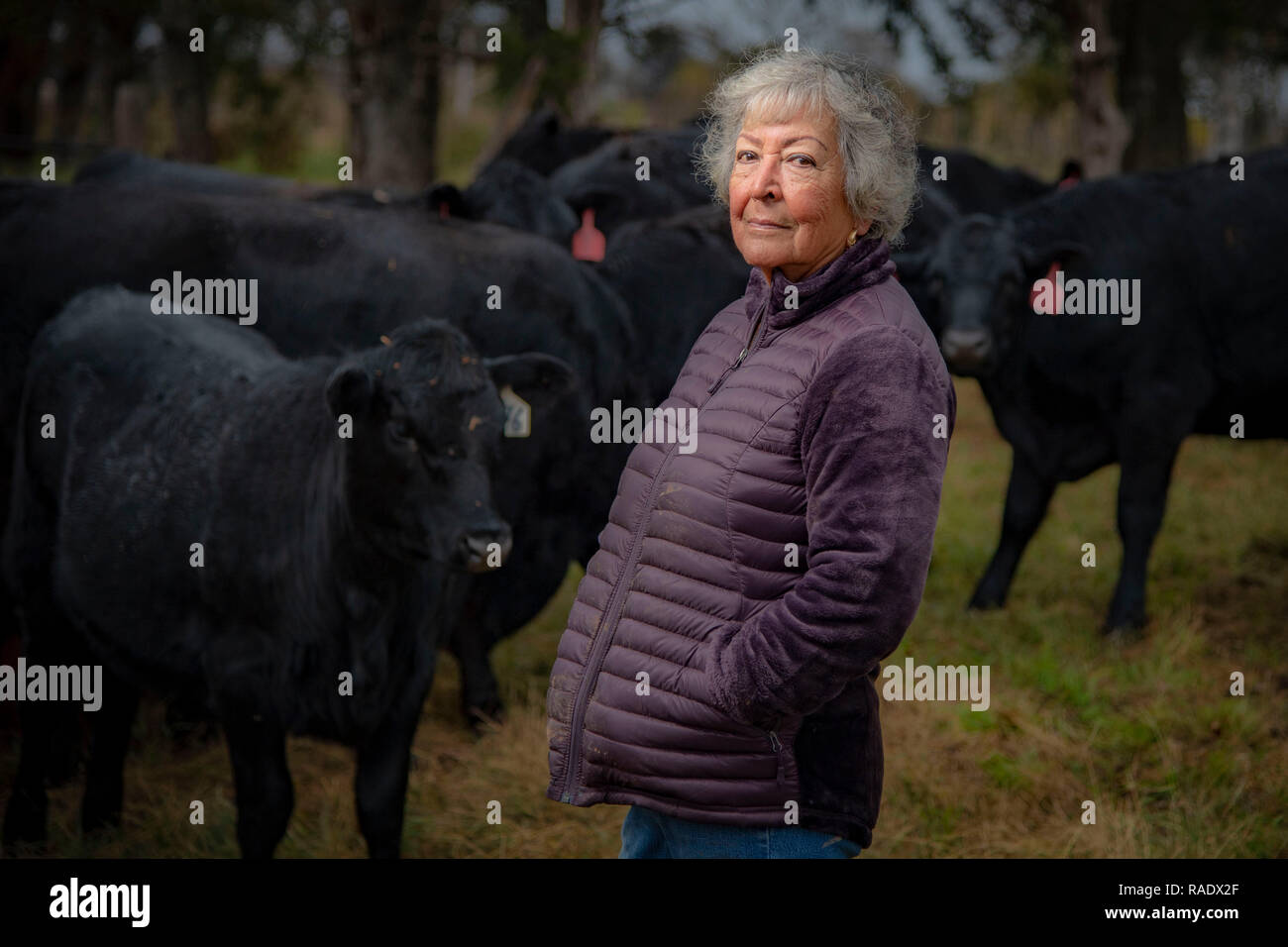 Margarita Munoz, der 81-jährige Mexikanische amerikanischen Farmen 800 Hektar und Griffe 250 Rinder auf Ihren eigenen in der Nähe von Perkins, Oklahoma. Munoz verwendet ihren Ruhestand sparen im Jahr 1995 auf 120 Morgen kaufen, ein Traktor und Pflug Disc und 20 Färsen. Heute besitzt sie eine große erfolgreiche Ranch, die Sie von sich. Stockfoto
