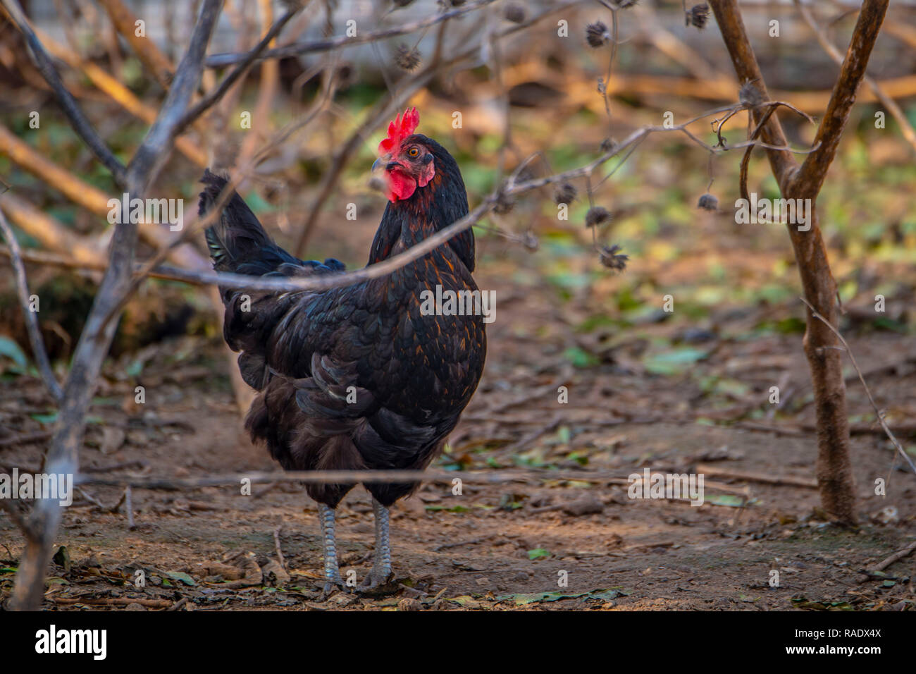 Eine freie Strecke Hühner auf dem Bauernhof von indianischen Bauern gegründet und pensionierter Lehrer Jerri Parker in Cromwell, Oklahoma. Stockfoto