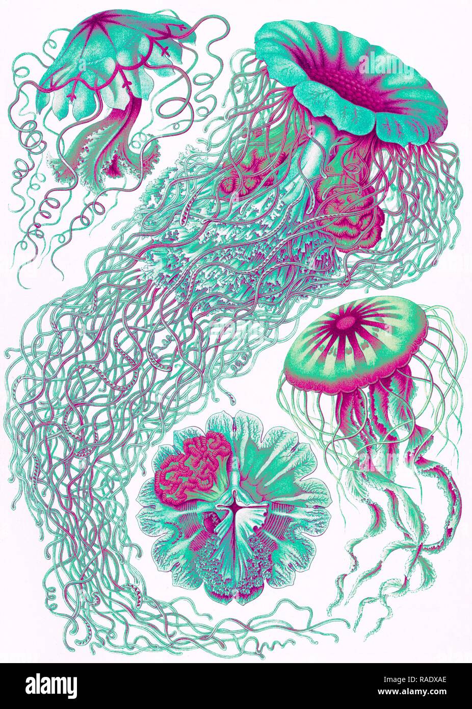 Abbildung: vier verschiedene Arten von Quallen. Discomedusae. - Schweibenquallen, 1 Drucken: Lithographie, Farbe Neuerfundene Stockfoto