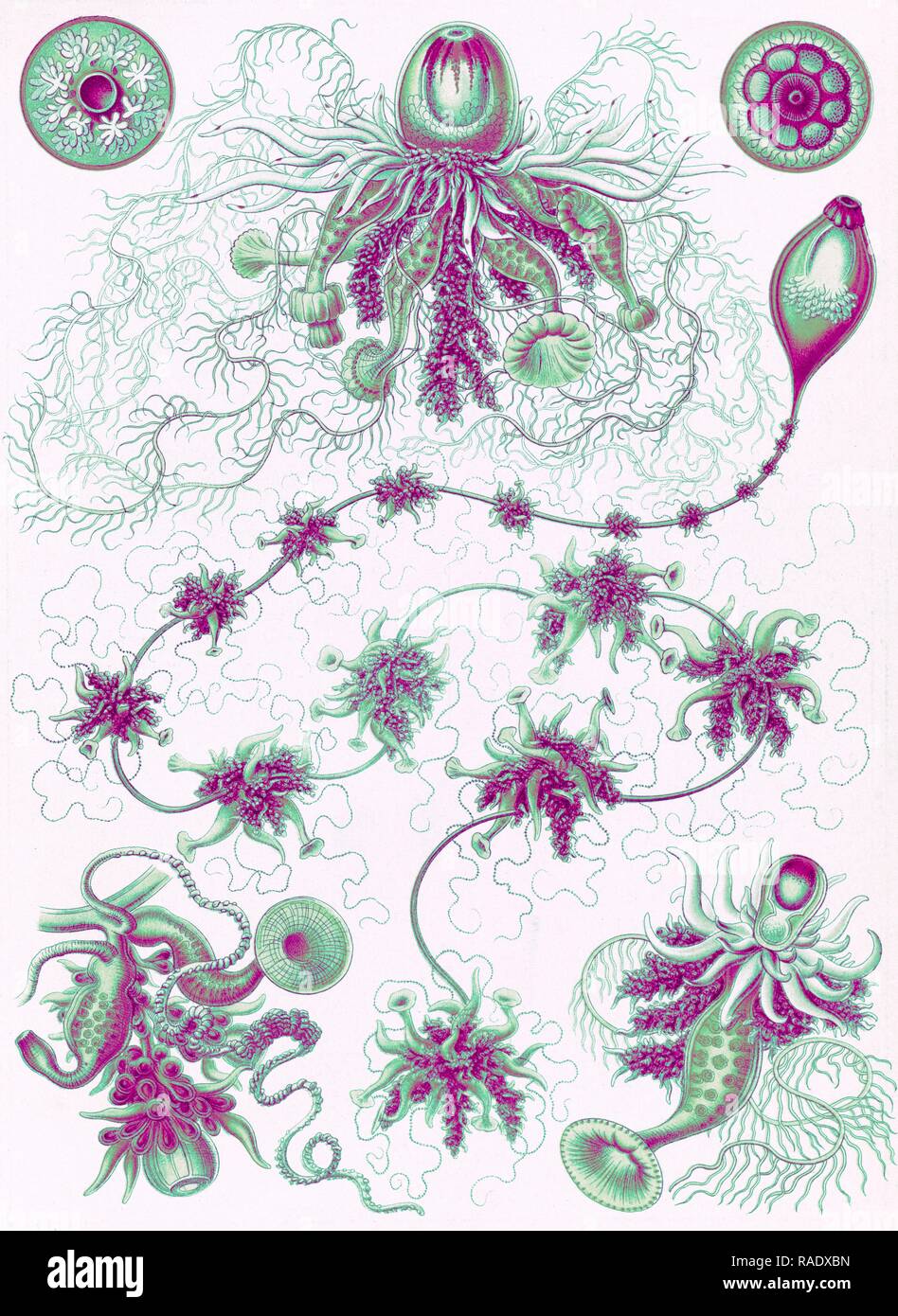 Abbildung zeigt marinen Invertebraten. Siphonophorae. - Staatsquallen, 1 Drucken: farblithographie, Blatt 36 x 26 Neuerfundene Stockfoto