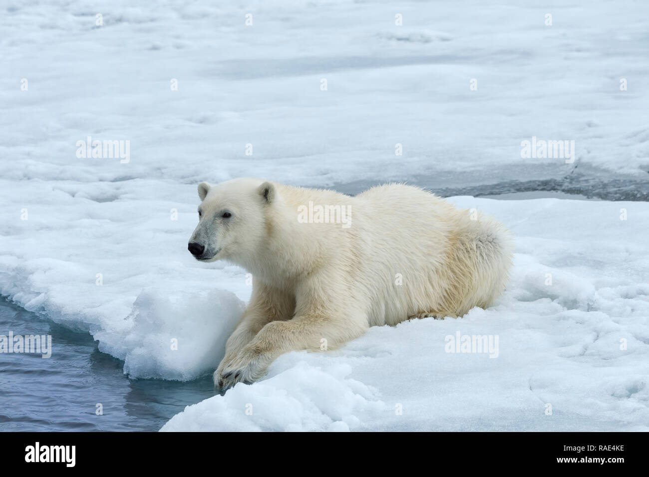 Eisbär (Ursus maritimus) auf Packeis, Svalbard, Arktis, Norwegen, Europa Stockfoto