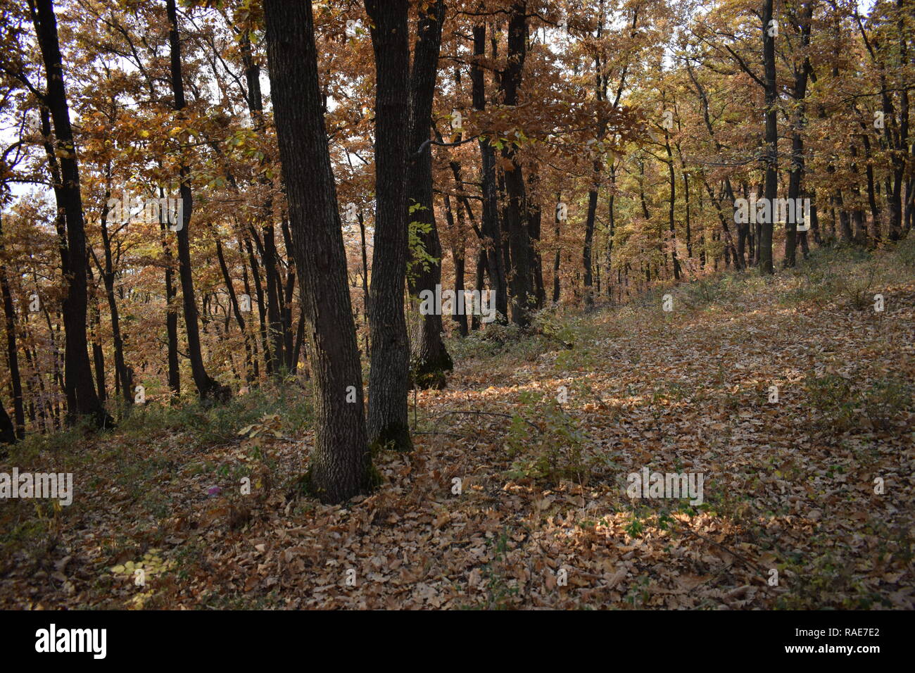 Wald in Rumänien Stockfoto