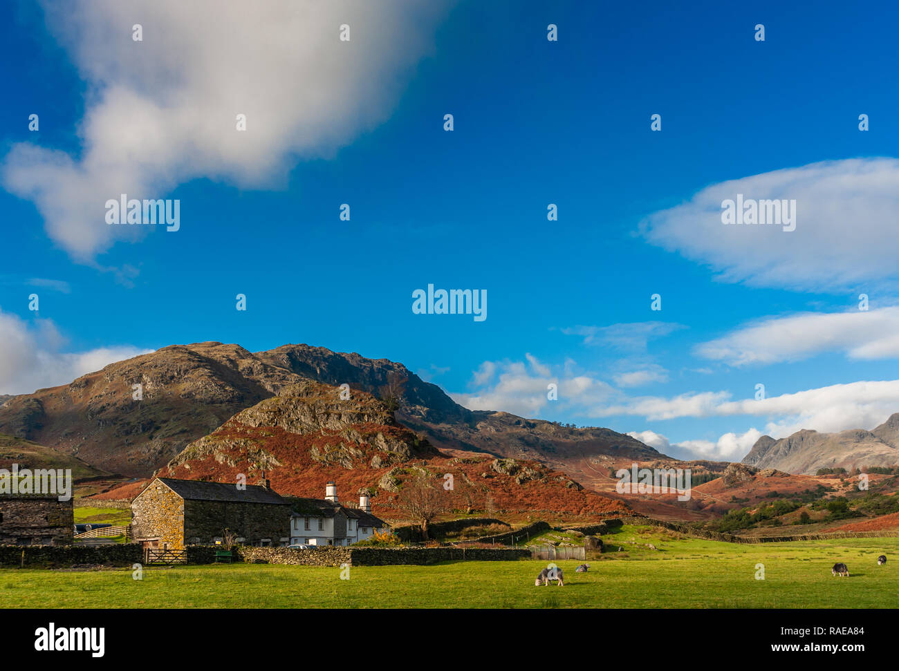 Fiel Fuß Farm, Hecht O'Blisco und die Langdale Pikes Cumbria Stockfoto