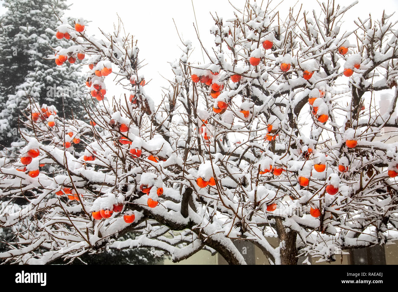 Früchte der Datum Pflaumenbaum oder Diospyros Lotus mit dem ersten Schnee Stockfoto
