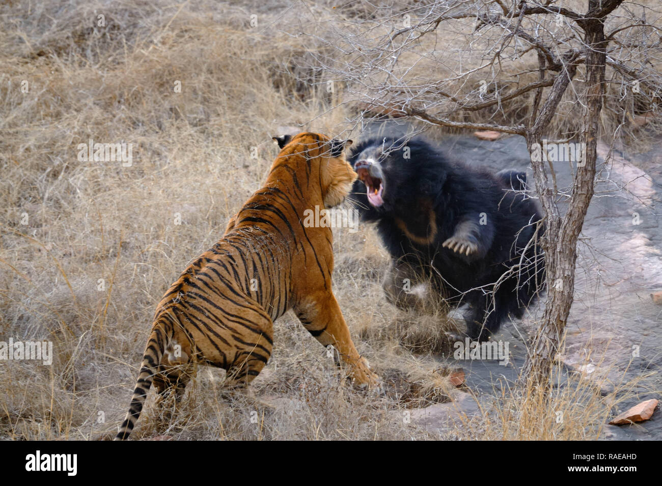 Atemberaubende Aufnahmen haben im Moment erfasst eine wütende Mutter weg tragen jagten zwei riesige Tiger ihre Jungen zu schützen. Unglaubliche Bilder zeigen das Faultier b Stockfoto